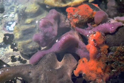  Agelas! A Colorful Sponge That Can Be Both Encrusting and Massive