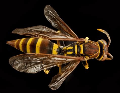  HORNET - A Tiny Tiger With Wings That Delivers Sweet Nectar and Painful Venom