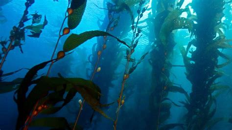  Kelp Worm:  A Curious Creature That Crawls Through Kelp Forests And Leaves Behind A Trail Of Silky Threads!