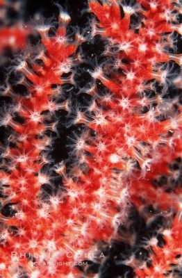  Red Gorgonian: A Breathtaking Colony-Forming Polyp that Dances Gracefully in Underwater Currents!