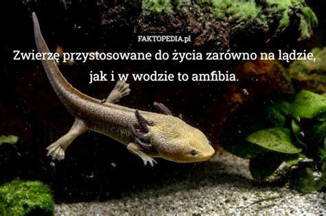  Trasobarwny! Zwierzak o niesamowitej umiejętności kamuflażu i niezwykłej adaptacji do życia w wodzie i na lądzie