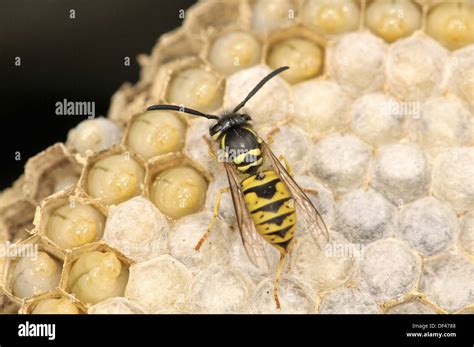  Vespula! Znajcie się z tymi fascynującymi owadami społecznymi o niezwykłych zdolnościach obronnych?