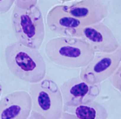  Babesia! Tiny Parasites That Can Cause Big Trouble for Mammals