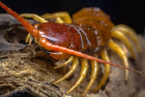  Drepanotulus!  The Enigmatic Centipede Whose Many Legs Will Leave You Mesmerized