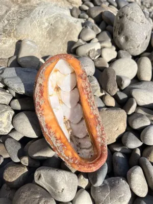  Gumboot Chiton: Discover a Remarkable Crustacean That Defies Gravity and Rocks Out with Its Eight Sturdy Plates!